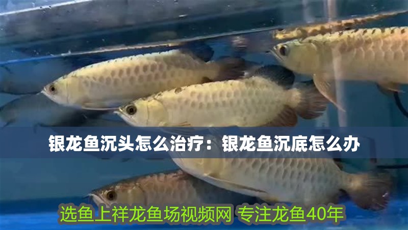 銀龍魚(yú)沉頭怎么治療：銀龍魚(yú)沉底怎么辦