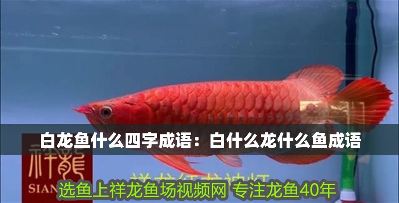 白龍魚什么四字成語：白什么龍什么魚成語