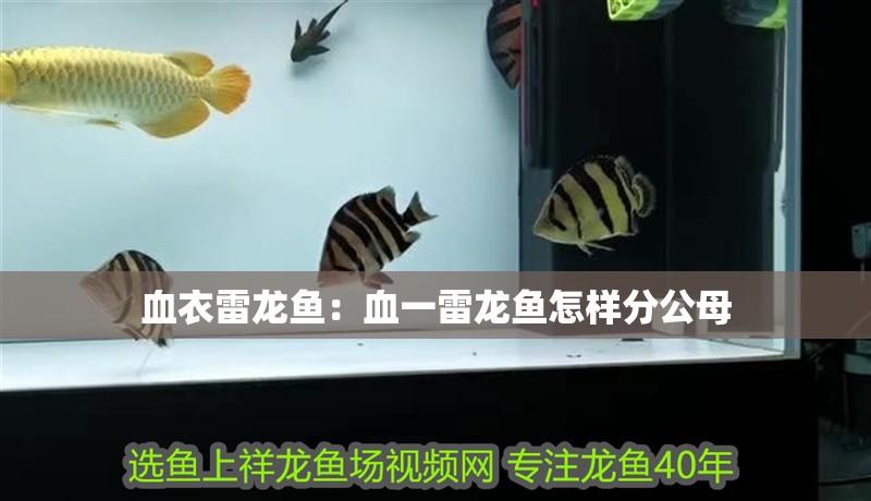 血衣雷龍魚：血一雷龍魚怎樣分公母