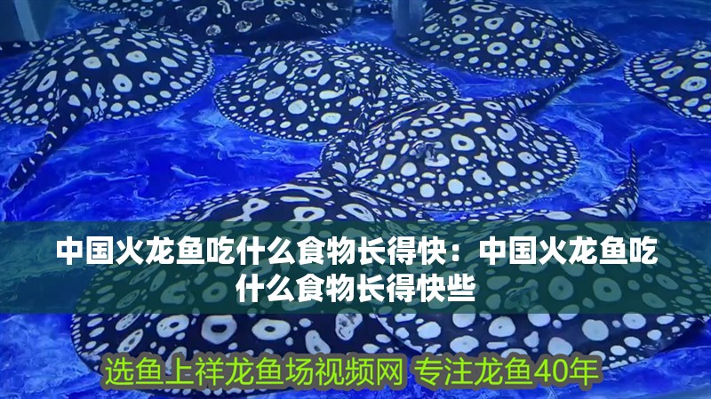 中國火龍魚吃什么食物長得快:中國火龍魚吃什么食物長得快些 水族問答 中國火龍魚吃什么食物長得快:中國火龍魚吃什么食物長得快些 中國火龍魚吃什么食物長得快:中國火龍魚吃什么食物長得快些 水族問答