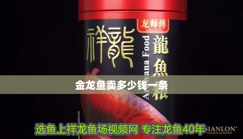 金龍魚賣多少錢一條 金龍魚賣多少錢一條 龍魚百科 第3張