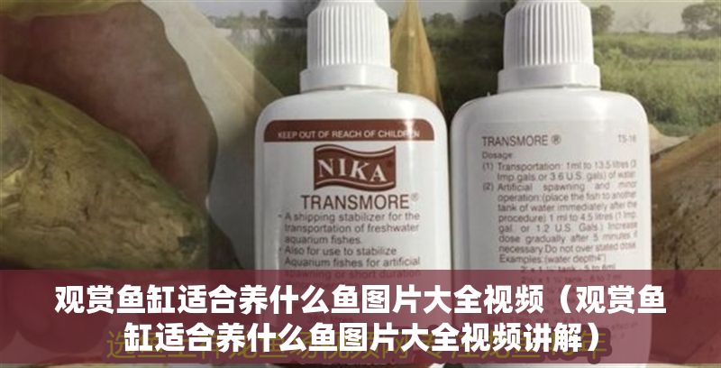 觀賞魚缸適合養(yǎng)什么魚圖片大全視頻（觀賞魚缸適合養(yǎng)什么魚圖片大全視頻講解）