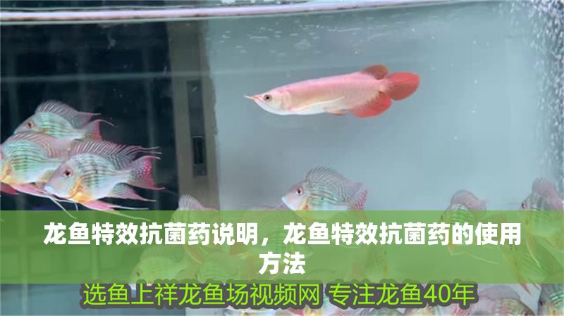 龍魚特效抗菌藥說明，龍魚特效抗菌藥的使用方法
