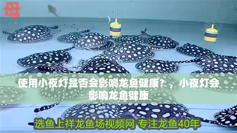 使用小夜燈是否會影響龍魚健康？，小夜燈會影響龍魚健康 使用小夜燈是否會影響龍魚健康？，小夜燈會影響龍魚健康 龍魚百科
