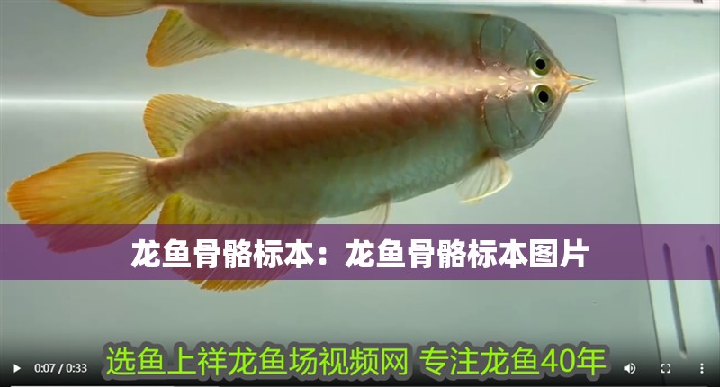 龍魚骨骼標本：龍魚骨骼標本圖片