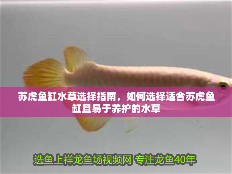 蘇虎魚(yú)缸水草選擇指南，如何選擇適合蘇虎魚(yú)缸且易于養(yǎng)護(hù)的水草