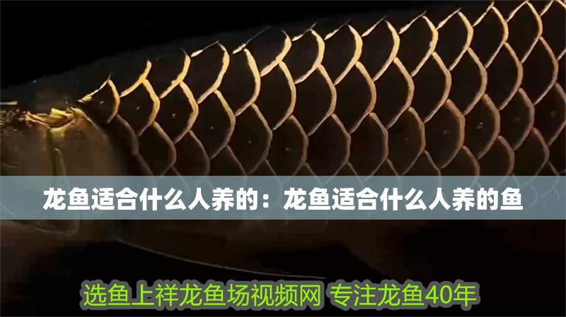 龍魚適合什么人養的：龍魚適合什么人養的魚 龍魚適合什么人養的：龍魚適合什么人養的魚 水族問答