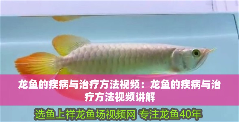 龍魚的疾病與治療方法視頻：龍魚的疾病與治療方法視頻講解