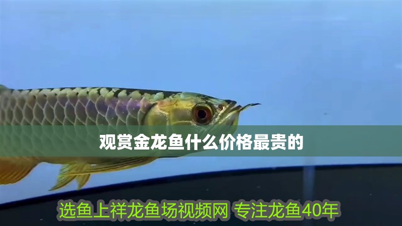 觀賞金龍魚什么價格最貴的