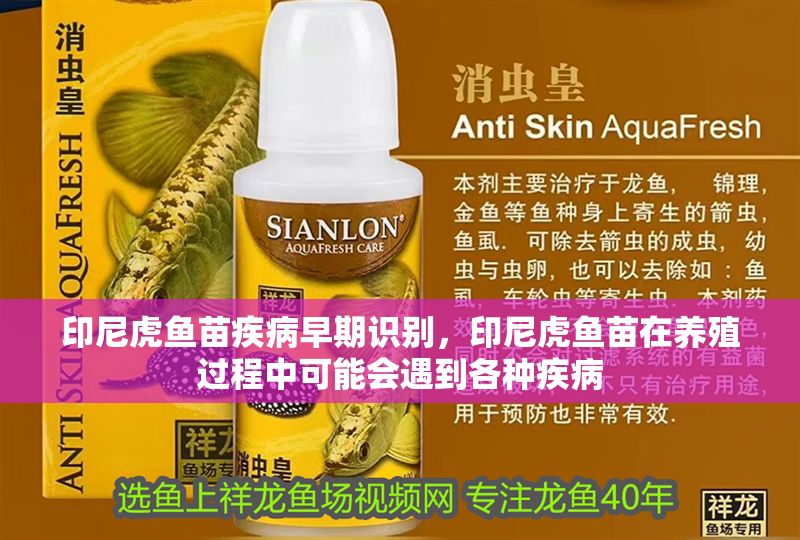 印尼虎魚苗疾病早期識別，印尼虎魚苗在養殖過程中可能會遇到各種疾病