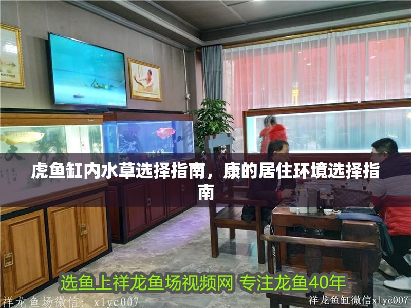 虎魚缸內水草選擇指南，康的居住環境選擇指南