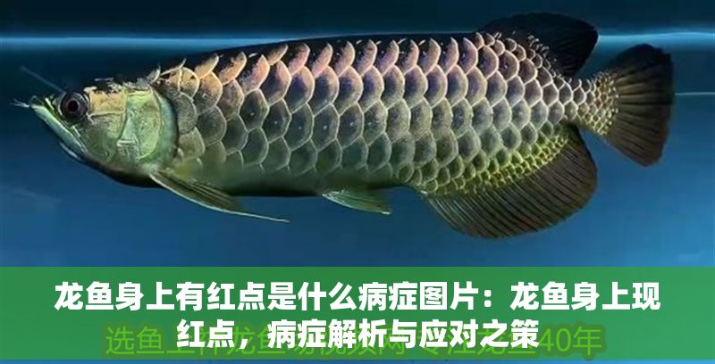 龍魚身上有紅點是什么病癥圖片：龍魚身上現紅點，病癥解析與應對之策