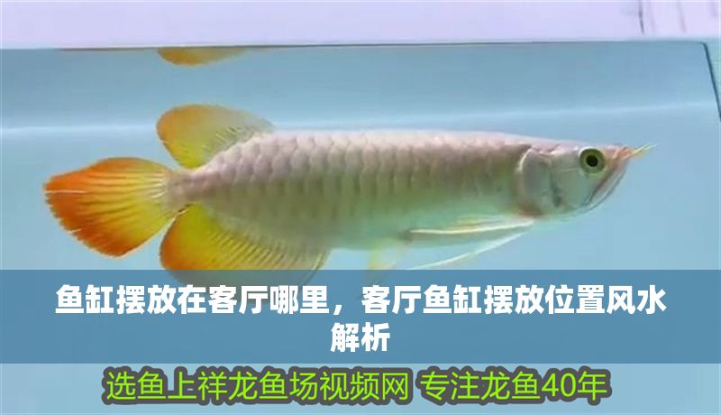 魚缸擺放在客廳哪里，客廳魚缸擺放位置風(fēng)水解析 魚缸擺放在客廳哪里，客廳魚缸擺放位置風(fēng)水解析 魚缸百科 第2張