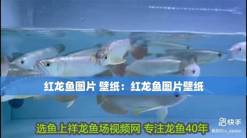 紅龍魚圖片 壁紙：紅龍魚圖片壁紙