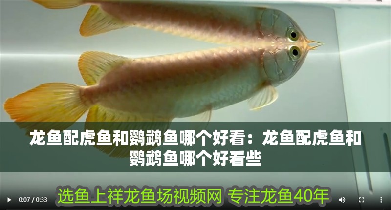 龍魚配虎魚和鸚鵡魚哪個好看：龍魚配虎魚和鸚鵡魚哪個好看些