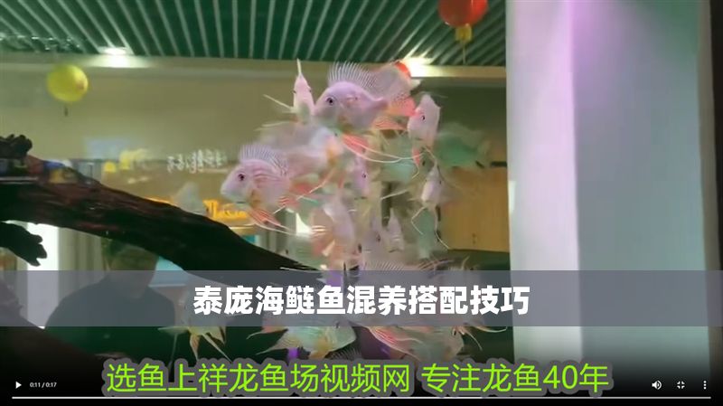 泰龐海鰱魚混養搭配技巧