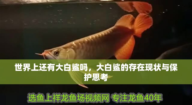 世界上還有大白鯊嗎，大白鯊的存在現(xiàn)狀與保護(hù)思考