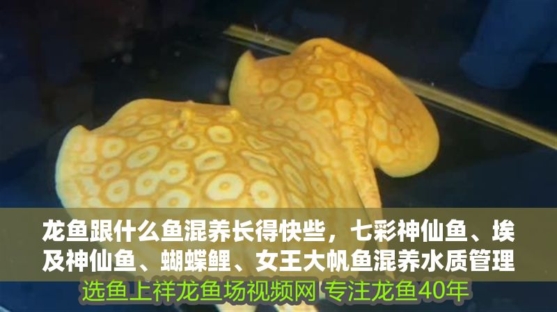 龍魚跟什么魚混養(yǎng)長得快些，七彩神仙魚、埃及神仙魚、蝴蝶鯉、女王大帆魚混養(yǎng)水質(zhì)管理技巧