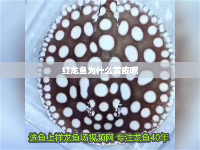 紅龍魚為什么黃皮呢