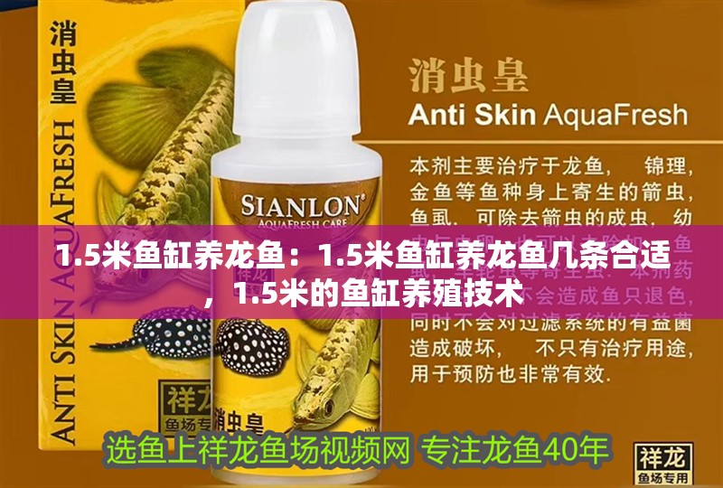 1.5米魚缸養(yǎng)龍魚：1.5米魚缸養(yǎng)龍魚幾條合適，1.5米的魚缸養(yǎng)殖技術(shù)