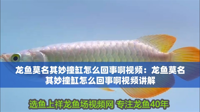 博特魚缸好嗎安全嗎（博特魚缸好嗎安全嗎可靠嗎） 博特魚缸好嗎安全嗎（博特魚缸好嗎安全嗎可靠嗎） 博特水族