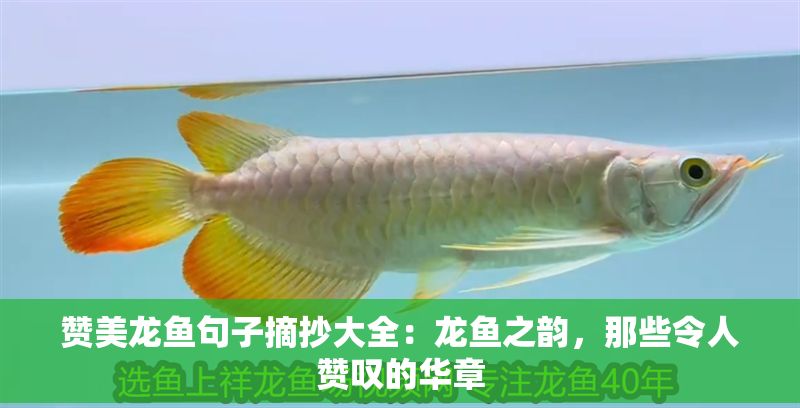 贊美龍魚句子摘抄大全：龍魚之韻，那些令人贊嘆的華章 贊美龍魚句子摘抄大全：龍魚之韻，那些令人贊嘆的華章 龍魚百科 第1張