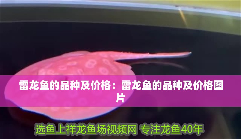 雷龍魚的品種及價(jià)格：雷龍魚的品種及價(jià)格圖片