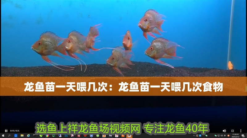 龍魚苗一天喂幾次：龍魚苗一天喂幾次食物