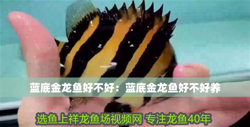 藍底金龍魚好不好：藍底金龍魚好不好養