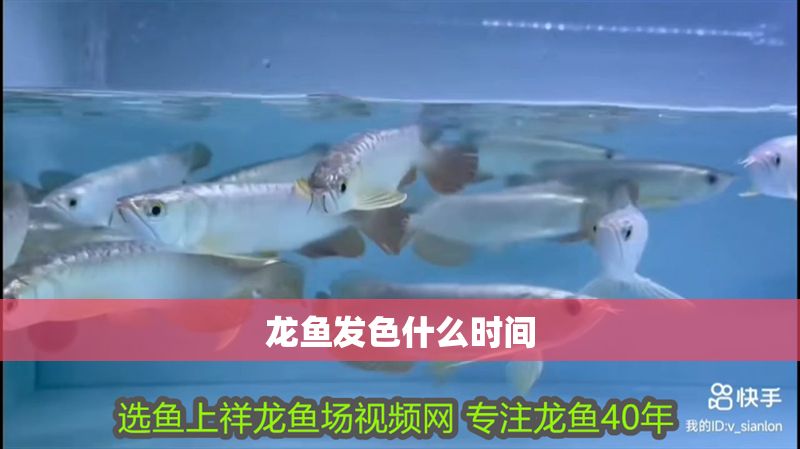 龍魚發色什么時間