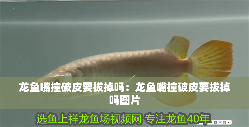 森森售后 森森售后 森森魚缸