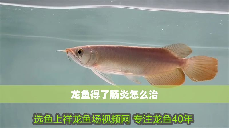 龍魚得了腸炎怎么治