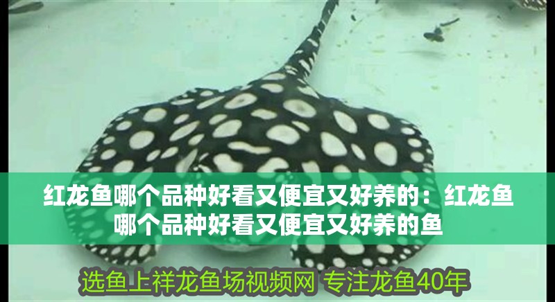 紅龍魚哪個品種好看又便宜又好養的：紅龍魚哪個品種好看又便宜又好養的魚