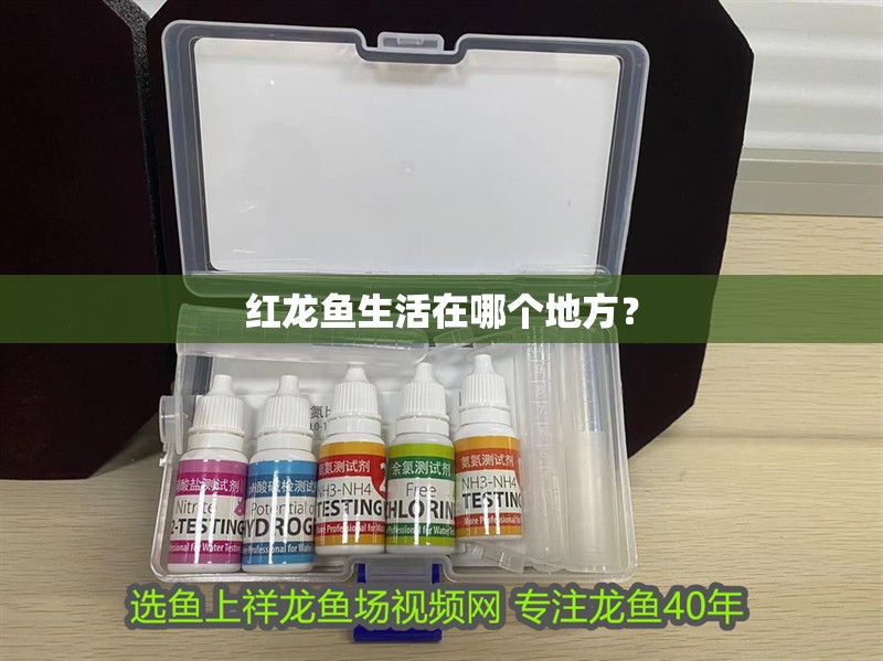 紅龍魚生活在哪個地方？ 紅龍魚生活在哪個地方？ 龍魚百科 第2張