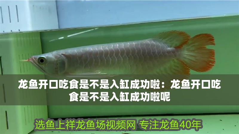 龍魚開(kāi)口吃食是不是入缸成功啦：龍魚開(kāi)口吃食是不是入缸成功啦呢