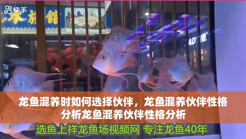 龍魚混養時如何選擇伙伴，龍魚混養伙伴性格分析龍魚混養伙伴性格分析