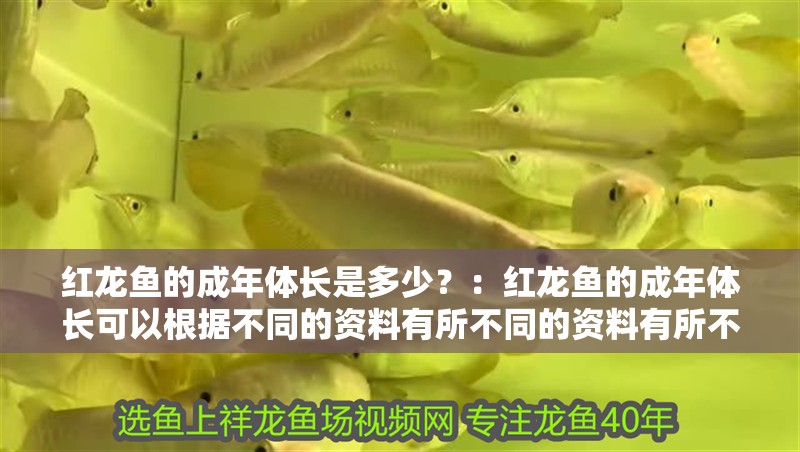 紅龍魚的成年體長是多少？：紅龍魚的成年體長可以根據不同的資料有所不同的資料有所不同