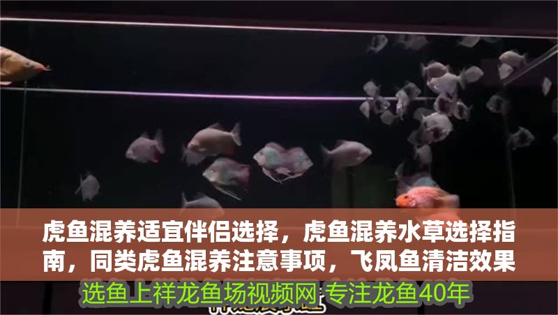 虎魚混養適宜伴侶選擇，虎魚混養水草選擇指南，同類虎魚混養注意事項，飛鳳魚清潔效果評價