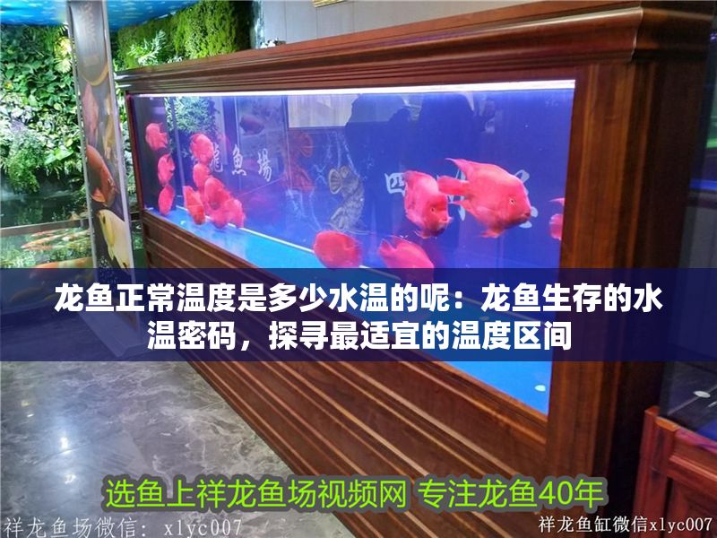 龍魚正常溫度是多少水溫的呢：龍魚生存的水溫密碼，探尋最適宜的溫度區(qū)間