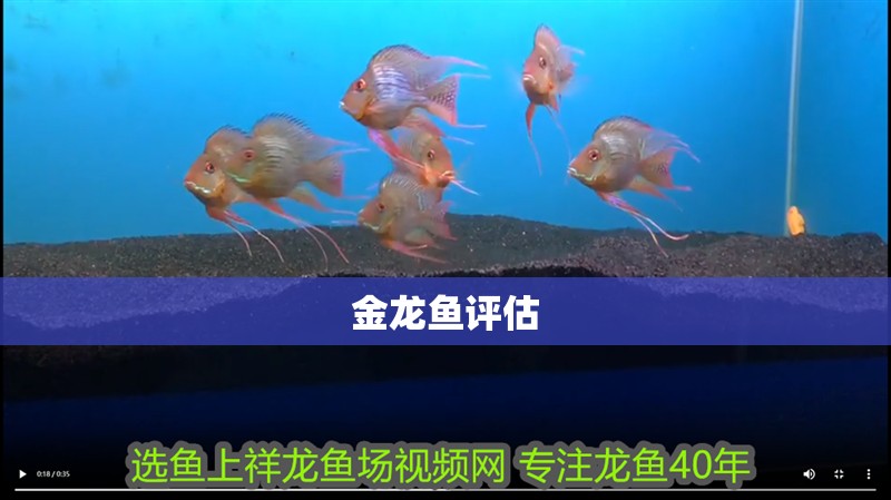 金龍魚評估