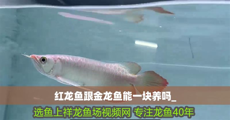 紅龍魚跟金龍魚能一塊養嗎_