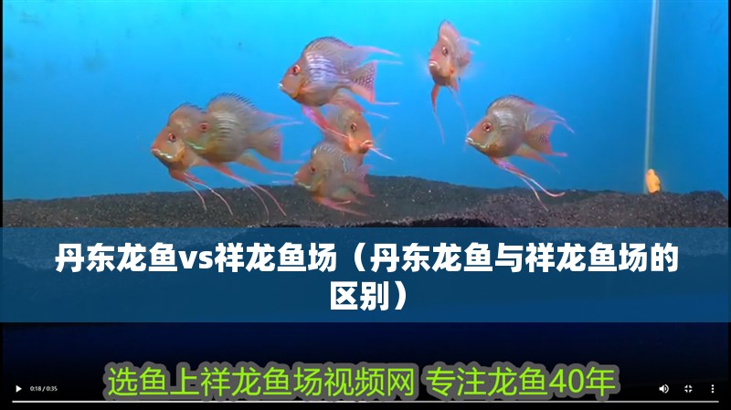 丹東龍魚vs祥龍魚場（丹東龍魚與祥龍魚場的區別）