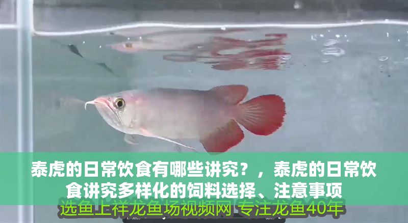 泰虎的日常飲食有哪些講究？，泰虎的日常飲食講究多樣化的飼料選擇、注意事項(xiàng)