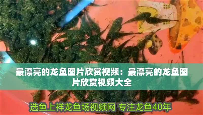 最漂亮的龍魚圖片欣賞視頻：最漂亮的龍魚圖片欣賞視頻大全