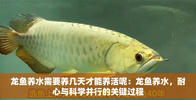 龍魚養水需要養幾天才能養活呢：龍魚養水，耐心與科學并行的關鍵過程