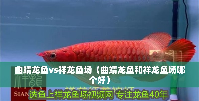 曲靖龍魚vs祥龍魚場（曲靖龍魚和祥龍魚場哪個好）