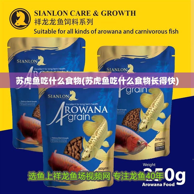 蘇虎魚吃什么食物(蘇虎魚吃什么食物長得快)