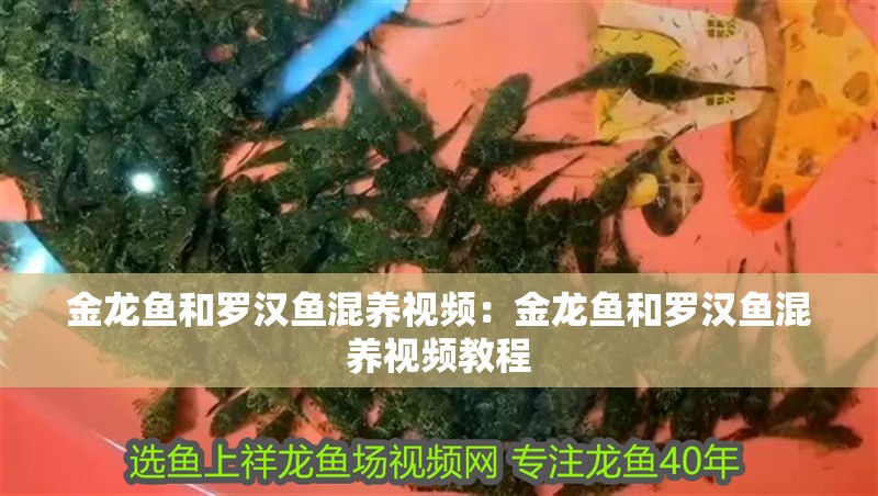金龍魚和羅漢魚混養(yǎng)視頻：金龍魚和羅漢魚混養(yǎng)視頻教程