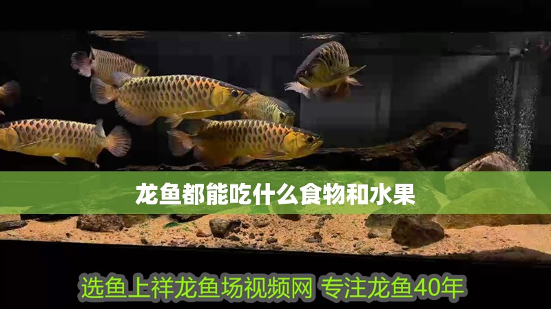 龍魚都能吃什么食物和水果