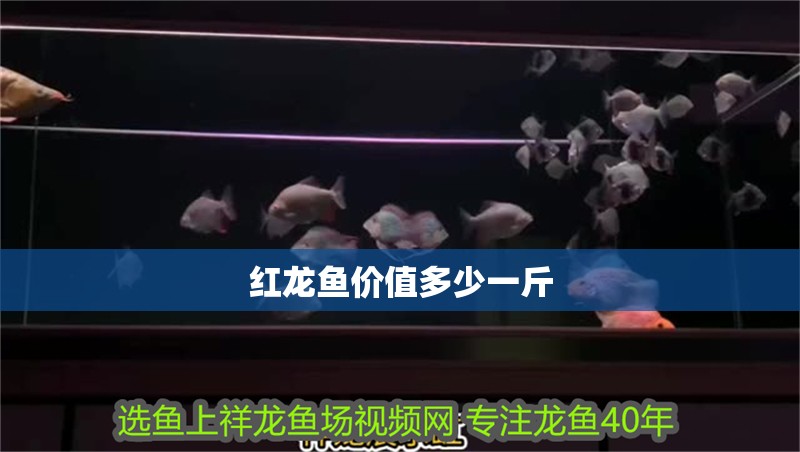 紅龍魚價值多少一斤